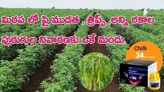 మిరప లో పై ముడత  త్రిప్స్ అన్ని రకాల పురుగుల నివారణకు ఒకే మందు  exponus basf insecticide [upl. by Nosemyaj263]