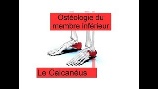 Le calcanéus  Anatomie descriptive  Ostéologie du membre inférieur [upl. by Ailisab]