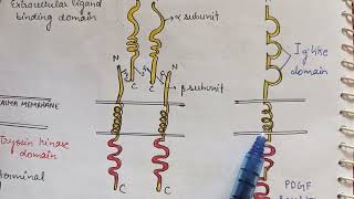 Receptor tyrosine kinase Phosphatase  RTKs serine threonine kinase  ENZYME LINKED RECEPTORS [upl. by Ahsla625]