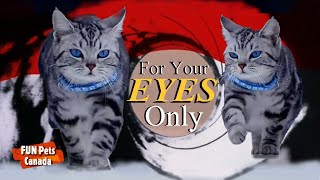 FOR YOUR EYES ONLY 😻BlueEyed Cat Spread Excitement🐈FUN Pets CANADA 🇨🇦 [upl. by Nadruoj405]