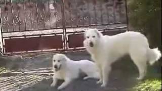 Pyrenean Mountain Dog  Great Pyrenees breed standard [upl. by Chee]