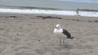 Gaviotas Comiendo Pan Y Sus Sonidos En La Playa Del Mar Pacifico [upl. by Lela]