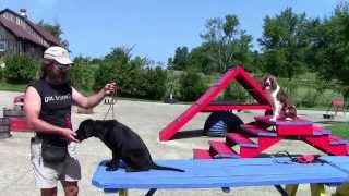 Training Your Labrador Retriever Part 2 [upl. by Earas868]