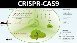 CRISPRCas  CRISPR Cas9 Ein Verfahren des Genomediting  Biologie Gentechnik Oberstufe [upl. by Yttig]