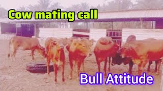 cows mating sounds  cow meeting call  bull attitude sound  animals tv92 [upl. by Nessy]