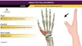 Abductor pollicis brevis  Thenar muscles  Animation without narration [upl. by Anikahs336]