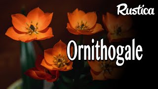 L’Ornithogalum [upl. by Nnyleuqaj]