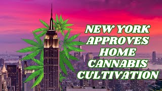 Home Cannabis Cultivation New Yorks GameChanger [upl. by Erolyat]