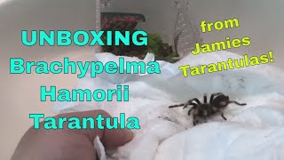 Unboxing Brachypelma Hamorii Tarantula Complete Kit from Jamies Tarantulas [upl. by Atihana90]