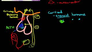 Physiology of the Adrenal Gland [upl. by Annairol]