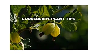 quot🌿 7 GameChanging Gooseberry Plant Tips You Need to Grow like a Pro 🌿 GooseberryPlantsquot [upl. by Annadal]