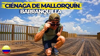 Ecoparque Ciénaga de Mallorquín  La joya ecológica en las afueras de Barranquilla [upl. by Ashleigh]