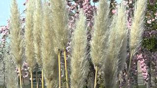 Cortaderia selloana Pumila [upl. by Hiasi]