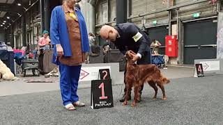 Irish Setter Show  CACIB Oldenburg 2022 [upl. by Nosdivad108]