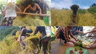 Harvesting And Collecting  Shifting Cultivation  Oryza sativa [upl. by Elehcor977]