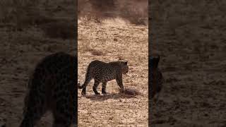 Brave Honey Badger survives a Leopard attack [upl. by Ahsiyk]