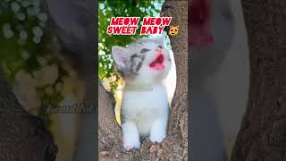 Adorable kitty cutecat nicecat meow catshow cat catlovers [upl. by Finkelstein]