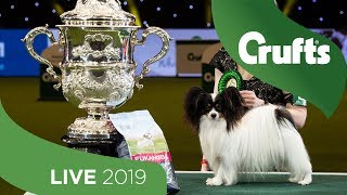 Crufts 2019 Day 4  Part 2 LIVE [upl. by Kama]