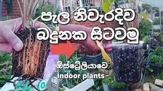 ඕස්ට්‍රේලියාවෙ ගෙවතු වගාව  HOW TO CHANGE A POT OF PLANT SINHALA [upl. by Odiug]