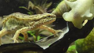 Palmate newt and watersnail Fadenmolch und Wasserschnecke [upl. by Esilahc22]