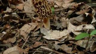 Morel Mushroom Life Cycle growth Time Lapse [upl. by Yevad]