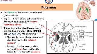 Neuroanatomy Basal Ganglia  د رافد رمثان التميمي [upl. by Rayshell]