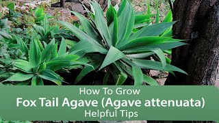 How To Grow Fox Tail Agave Agave attenuata  Helpful Tips [upl. by Kciderf667]