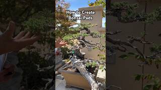 How to Create Pads on your Bonsai bonsai bonsaitree bonsaidesign gardening plants shorts [upl. by Catrina]