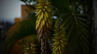 SONY ALPHA 57 CINEMATIC TEST [upl. by Grega]