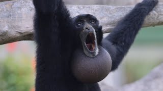 Screaming Gibbons [upl. by Sandeep]