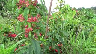 Clerodendrum indicum Turks turban [upl. by Jenesia]