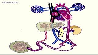 Adaptacionrecepciontermogenesis NCD Unlam [upl. by Natale682]