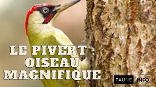 Le pivert Découvrez la vie fascinante de l’oiseau qui tape sur les troncs d’arbres [upl. by Charley]