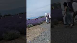 Lavender festival in Gabala 🌷 Naranasib24  keşfet keşfetbeniöneçıkar keşfetteyiz lavender [upl. by Urbas]