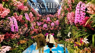 【4K Orchid】 International Orchid and Flower Show 2024 世界らん展2024 4K orchid [upl. by Abil]