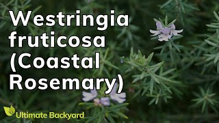 How to Grow Westringia fruticosa Coastal Rosemary [upl. by Arbmahs]