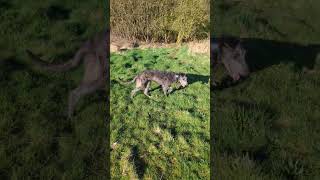 Scottish deerhound pup [upl. by Eimas]