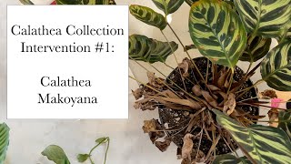 Calathea Collection Calathea Makoyana Intervention 1 Root Bound No Drainage Pests [upl. by Natsreik]