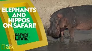 Elephants and Hippos on Safari  Safari Live [upl. by Cade724]