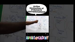 Mechanism of action of pyruvate dehydrogenase complex [upl. by Kenji723]