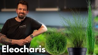 Eleocharis  Liquid Nature Pflanzenvorstellung [upl. by Stevens]