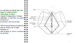 ANATOMIE FMPM Le périnée LE PERINEE [upl. by Hteb651]