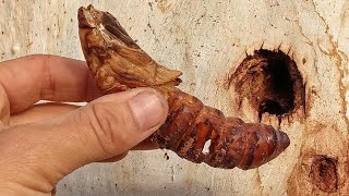 A witchetty grub emerges as a moth short version [upl. by Aerdua687]