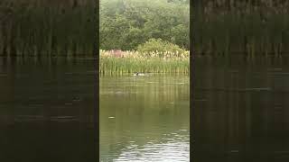 Female Tufted Duck Landing birds avian nature [upl. by Annaitsirhc]