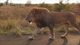 Male Lion close to our car in the Kruger National Park [upl. by Hildegard]