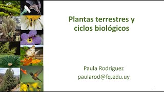 Teórico 10 Grupos de plantas terrestres y ciclos biológicos [upl. by Spooner]