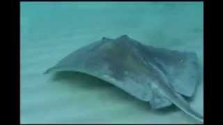 Save the Stingray  RIP Steve Irwin [upl. by Ilbert823]