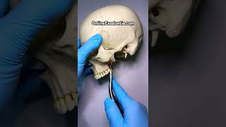 Oral Surgery Rongeur  OnlineExodontiacom  oralsurgery dentalcourses dentalinstruments [upl. by Frentz]