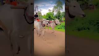 bullsrace oxrace hori horse ytshorts trending sharyat viralvideo shortvideo shorts short [upl. by Jaclin]