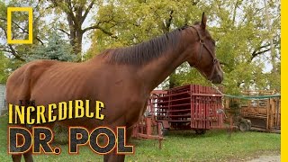 NotSoWide Receiver  The Incredible Dr Pol [upl. by Tevlev973]